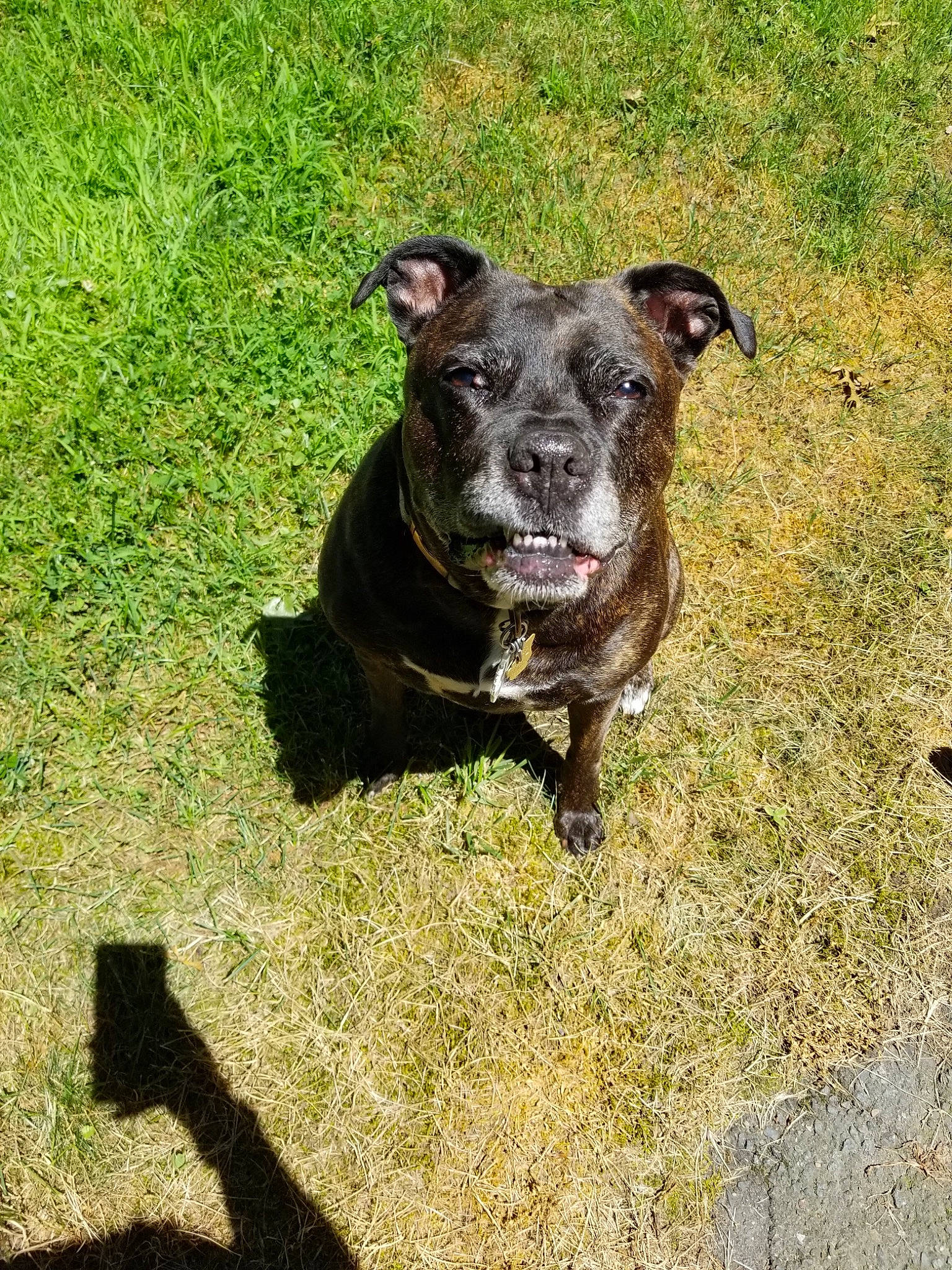 Ada is registered to the contest to win money with this photo: alaunt, american_pit_bull_terrier, american_staffordshire_terrier, canidae, carnivore, cimarron_uruguayo, dog, dog_breed, gladiolus, grass, mammal, non_sporting_group, plant, rare_breed_dog, snout, sporting_group, staffordshire_bull_terrier, tail, terrier