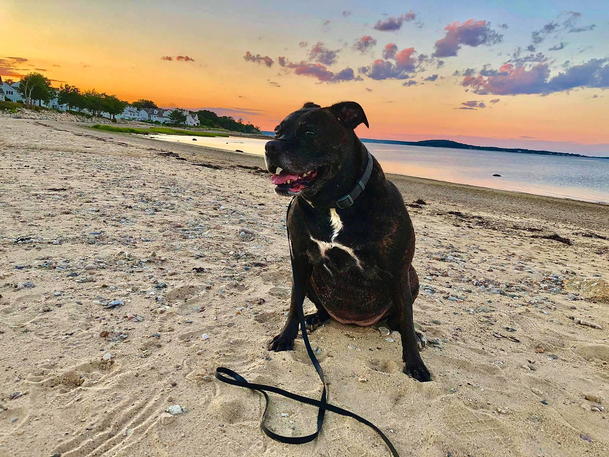 Ada joined the competition — help win amazing prizes! american_pit_bull_terrier, american_staffordshire_terrier, beach, canidae, carnivore, cloud, dog, dog_breed, dog_walking, guard_dog, leash, meteorological_phenomenon, non_sporting_group, ocean, perro_de_presa_canario, sand, sea, sky, sporting_group, staffordshire_bull_terrier
