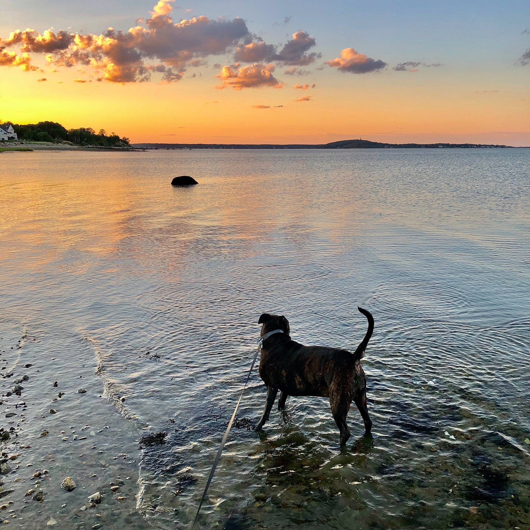 Ada is registered to the contest to win money with this photo: beach, calm, canidae, cloud, dog, dog_breed, dog_walking, evening, horizon, meteorological_phenomenon, morning, mountain, ocean, sea, sky, sporting_group, sunset, vacation, water, wilderness
