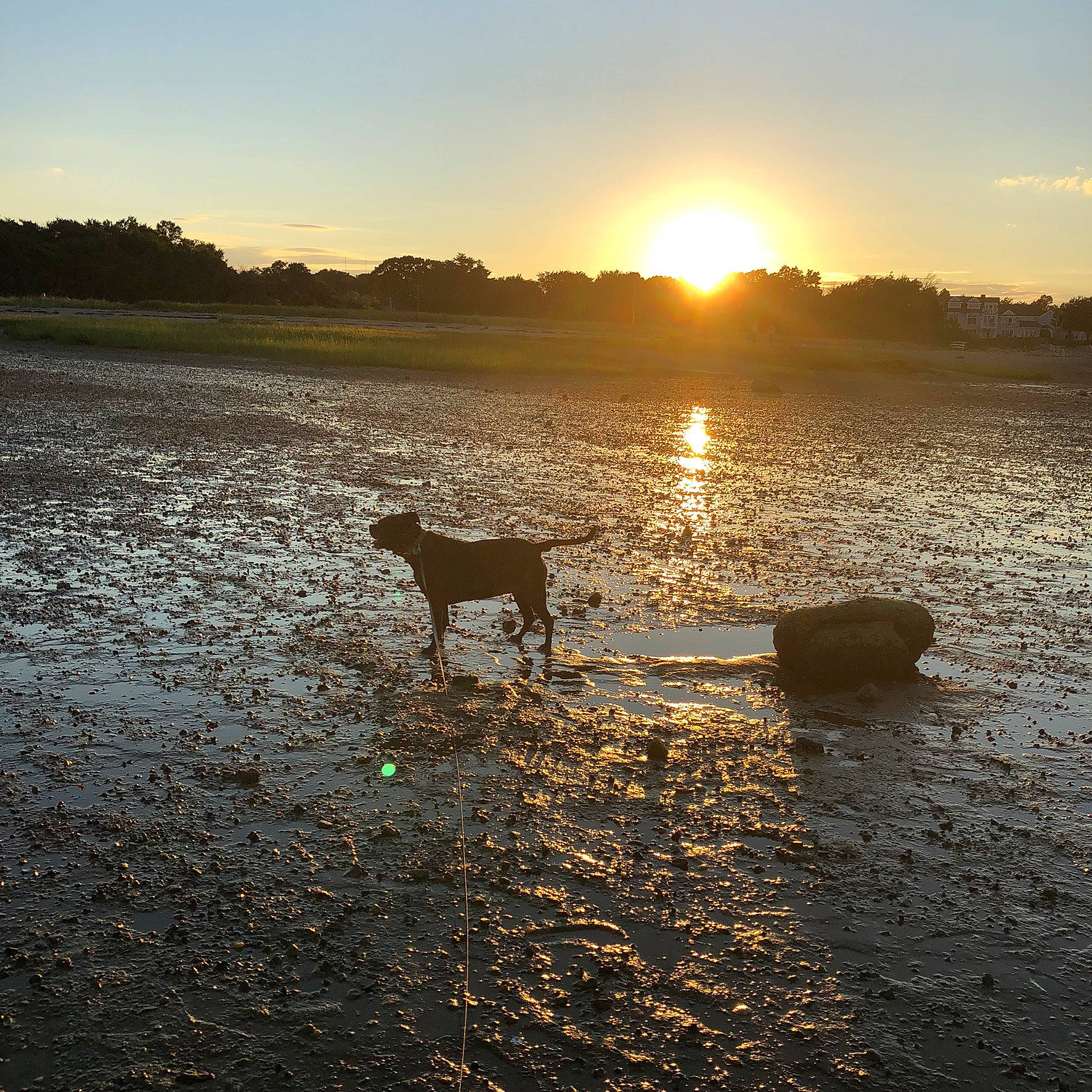 Ada is registered to the contest to win money with this photo: bank, calm, canidae, cloud, evening, horizon, light, morning, ocean, reflection, sea, shore, sky, sun, sunlight, sunrise, sunset, tree, water, water_resources