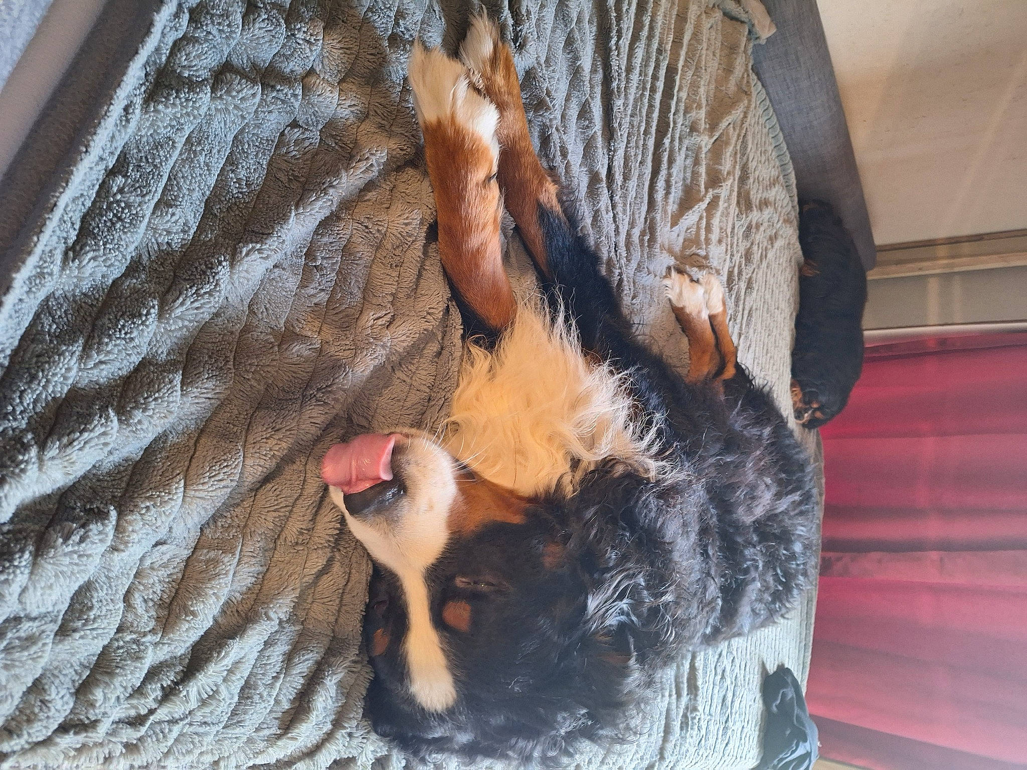 Simba a rejoint le concours — aidez-le/la à gagner de superbes lots ! barefoot, canidae, carnivore, claw, companion_dog, dog_breed, fawn, felidae, foot, fur, gesture, paw, small_to_medium_sized_cats, snout, sporting_group, tail, toe, tree, whiskers, wood