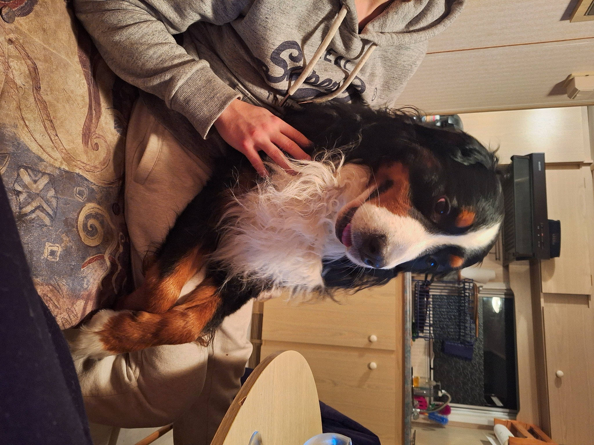 Simba a rejoint le concours — aidez-le/la à gagner de superbes lots ! canidae, carnivore, collar, comfort, companion_dog, dog, dog_breed, ear, eyewear, fashion_design, fur, human_leg, service, sitting, snout, sporting_group, toy_dog, veterinarian, whiskers, wrist