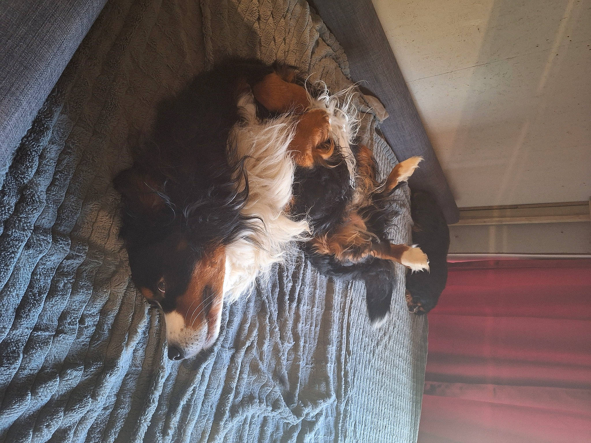 Simba a rejoint le concours — aidez-le/la à gagner de superbes lots ! brown, canidae, carnivore, companion_dog, corn_on_the_cob, dog, dog_breed, door, fawn, felidae, flooring, fur, hardwood, room, sporting_group, tail, terrier, toy_dog, whiskers, wood