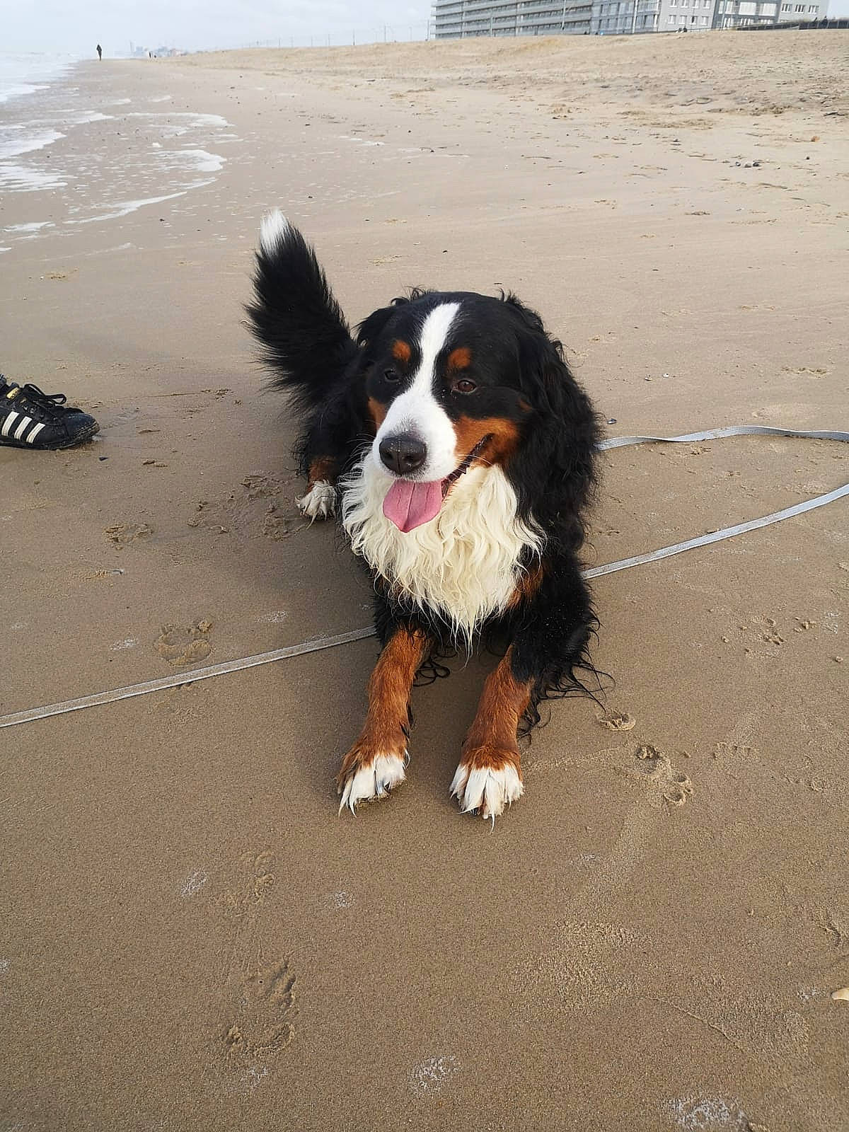 Simba participe au concours pour gagner de l'argent avec cette photo : asphalt, automotive_tire, beach, bernese_mountain_dog, border_collie, canidae, carnivore, companion_dog, dog, dog_breed, fur, herding_dog, paw, road_surface, snout, sporting_group, tail, terrestrial_animal, water, working_dog