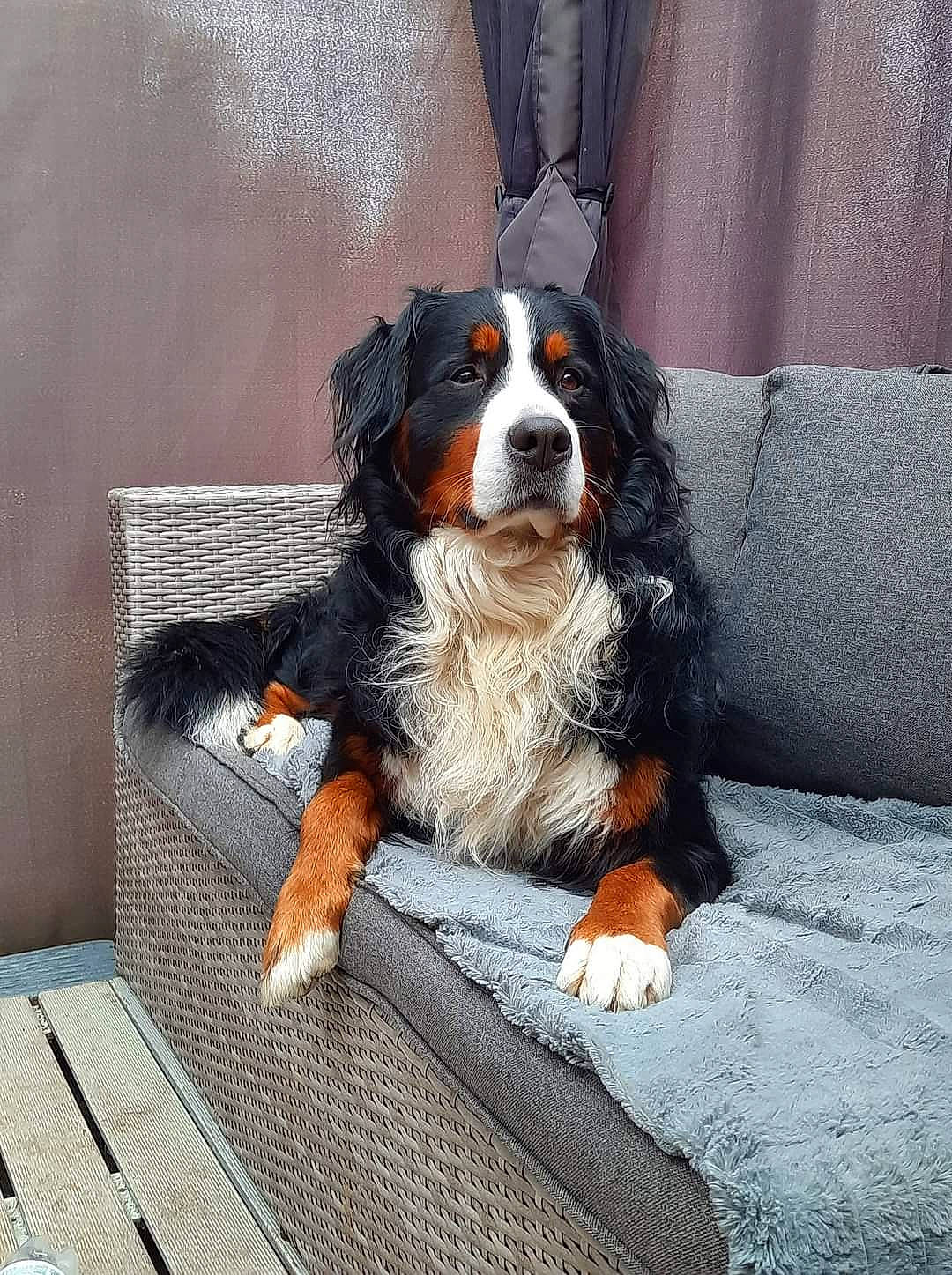 Simba a rejoint le concours — aidez-le/la à gagner de superbes lots ! bernese_mountain_dog, bored, canidae, carnivore, cavalier_king_charles_spaniel, companion_dog, dog, dog_breed, fur, giant_dog_breed, king_charles_spaniel, snout, sporting_group, terrestrial_animal, working_animal, working_dog