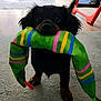 dog, puppy, toy, green, colorful, striped, carpet, indoor, pet, animal, cute, black, floor, playful, young, ears, eyes, mouth, holding, home