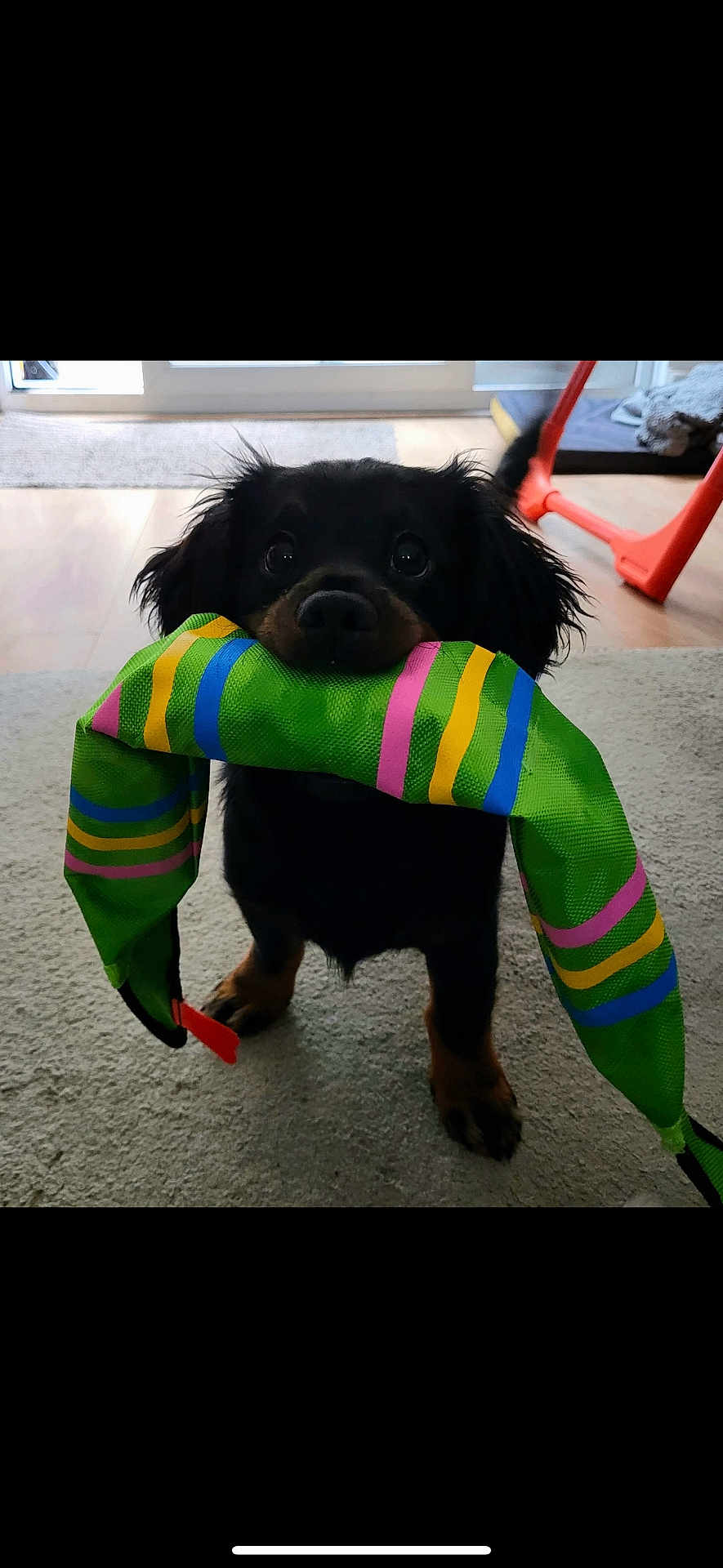 Vinnie