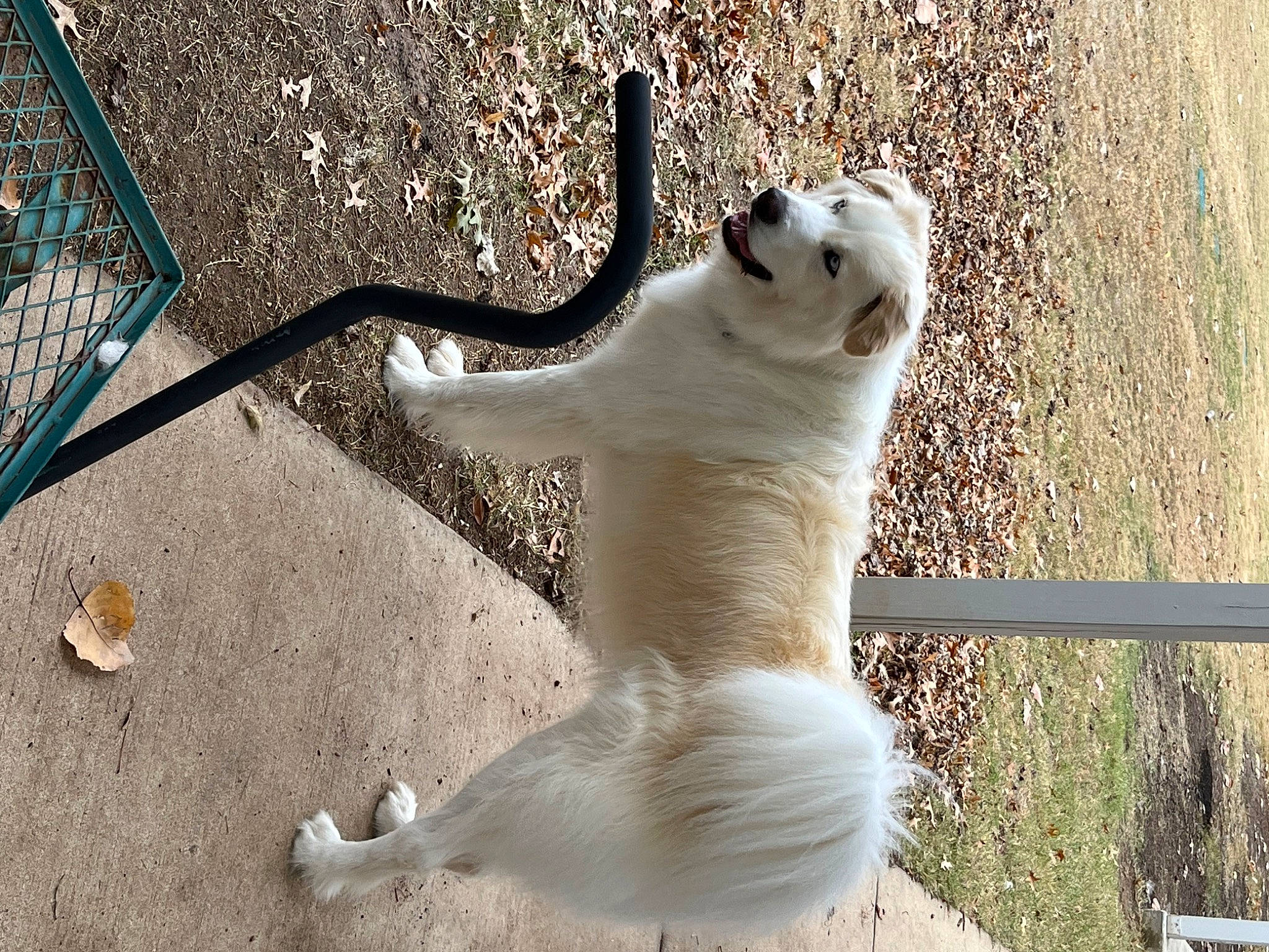 Jersey joined the competition — help win amazing prizes! carnivore, cat, domestic_short_haired_cat, fawn, felidae, fur, grass, mammal, metal, paw, plant, small_to_medium_sized_cats, snout, tail, terrestrial_animal, tree, vertebrate, whiskers, wildlife, wood