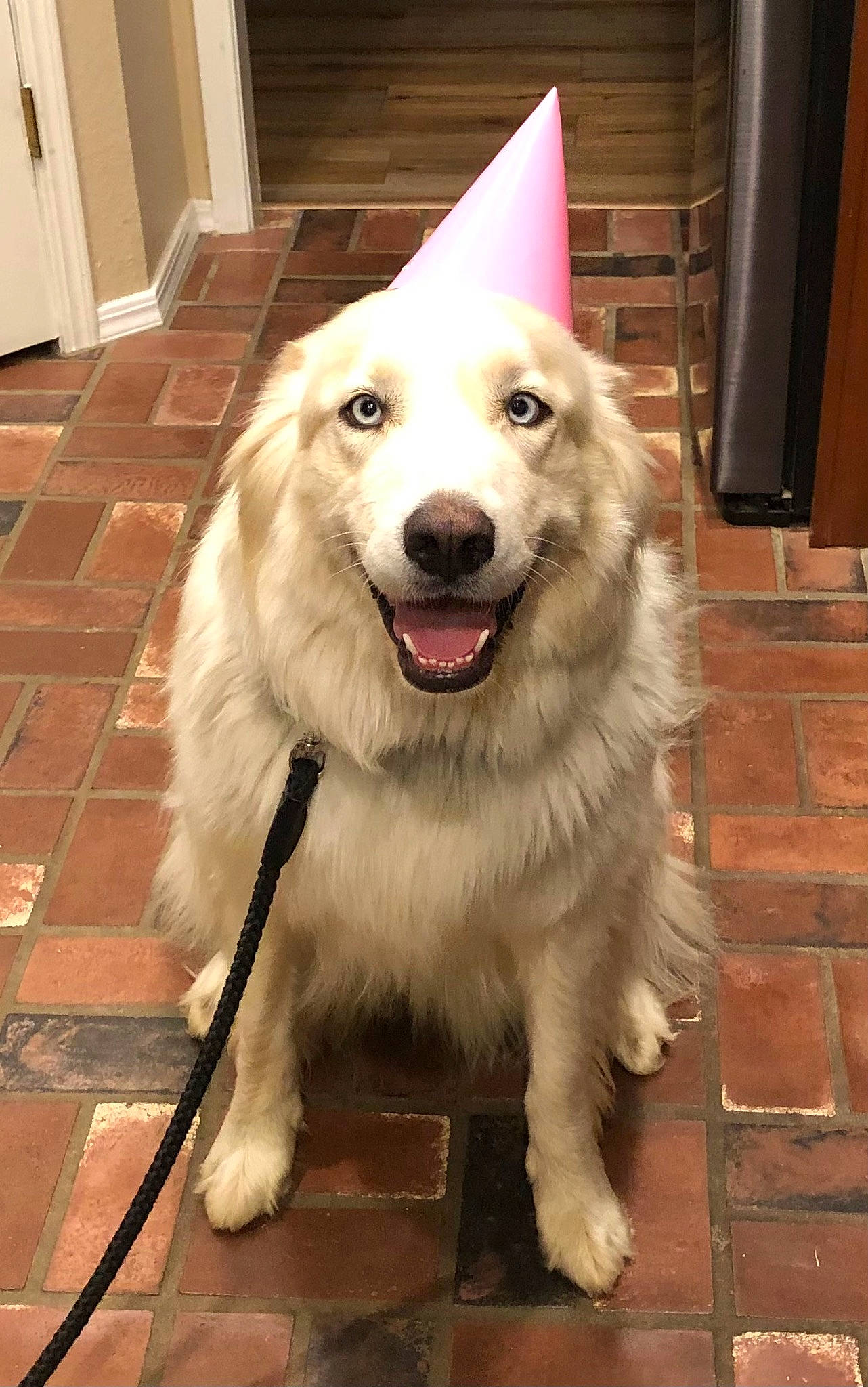 Jersey joined the competition — help win amazing prizes! ancient_dog_breeds, canidae, carnivore, collar, companion_dog, dog, dog_breed, door, fang, flooring, fur, hardwood, paw, pet_supply, plant, snout, sporting_group, whiskers, wood, working_dog