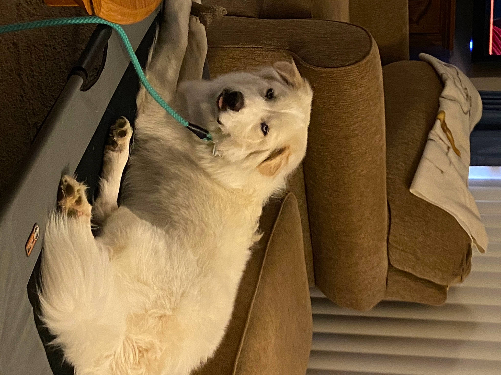 Jersey is registered to the contest to win money with this photo: auto_part, canidae, car_seat, carnivore, comfort, companion_dog, dog, dog_breed, fawn, felidae, fur, paw, picture_frame, seat_belt, snout, sporting_group, television, vehicle_door, whiskers, working_animal