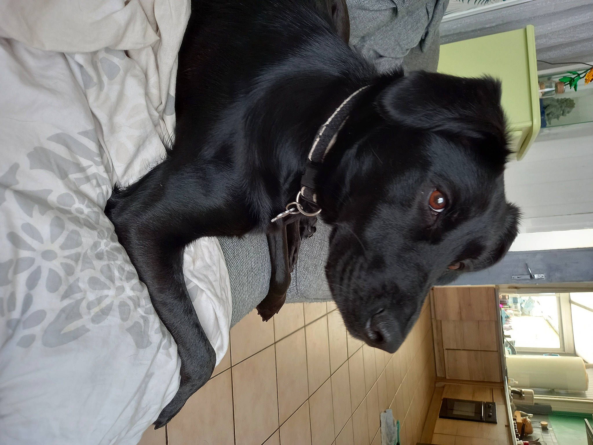 Théna a rejoint le concours — aidez-le/la à gagner de superbes lots ! borador, canidae, carnivore, collar, companion_dog, dog, dog_breed, dog_collar, ear, fur, guard_dog, gun_dog, liver, pet_supply, retriever, snout, sporting_group, tail, whiskers, working_animal