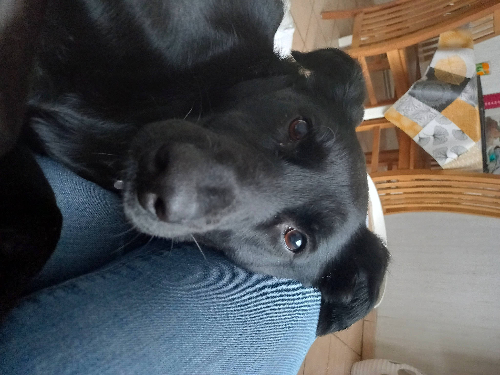 Théna a rejoint le concours — aidez-le/la à gagner de superbes lots ! borador, carnivore, collar, companion_dog, dog, dog_breed, dog_collar, ear, fur, gesture, guard_dog, labrador_retriever, non_sporting_group, puppy, snout, sporting_group, tail, whiskers, wood, working_animal