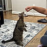 Baby Cat joined the competition — help win amazing prizes! cat, tabby_cat, indoor, rug, wooden_floor, hand, treat, pet, animal, person, slippers, living_room, playful, standing, furniture, home, interaction, domestic, cute, mammal