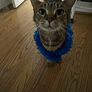 Baby Cat joined the competition — help win amazing prizes! cat, tabby, pet, animal, indoor, wooden_floor, blue_collar, curious, feline, domestic_cat, looking_up, whiskers, ears, tail, floor, home, closeup, portrait, standing, cute
