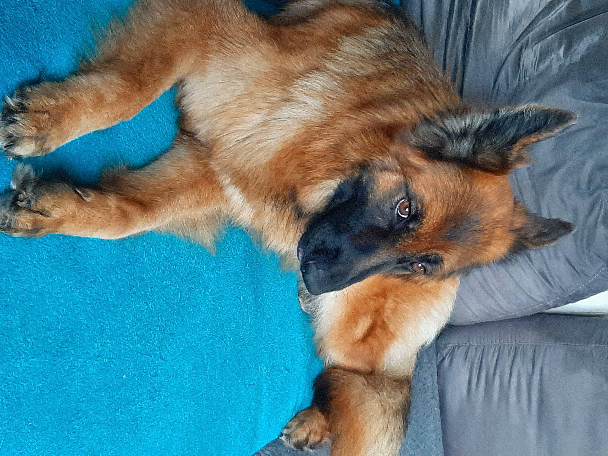 Paloma participe au concours pour gagner de l'argent avec cette photo : canidae, carnivore, claw, comfort, companion_dog, dog, dog_breed, dog_supply, fawn, fur, german_shepherd_dog, herding_dog, old_german_shepherd_dog, paw, snout, sporting_group, tail, terrestrial_animal, whiskers, wildlife