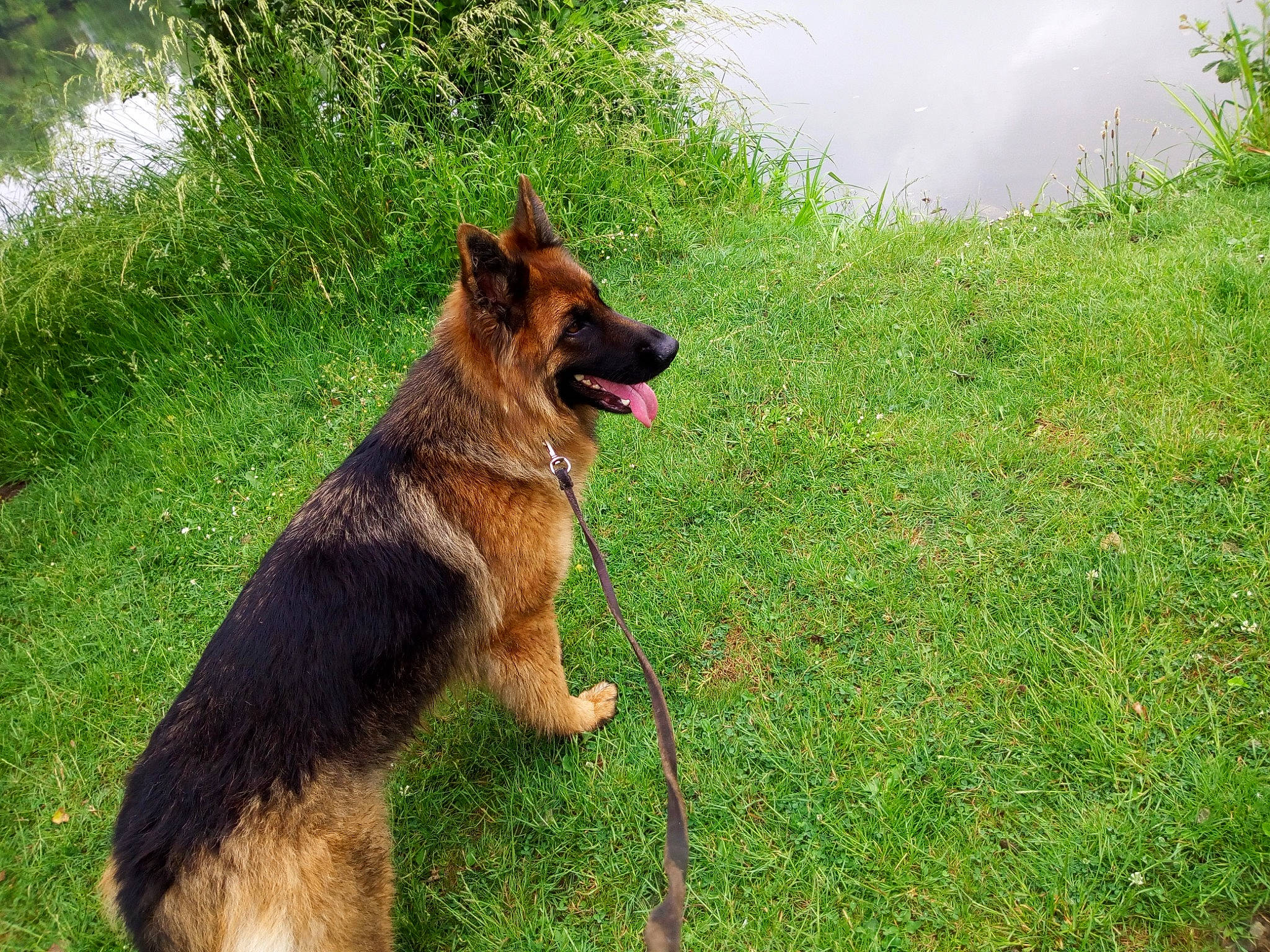 Paloma a rejoint le concours — aidez-le/la à gagner de superbes lots ! belgian_shepherd_malinois, carnivore, collar, companion_dog, dog, dog_breed, east_european_shepherd, fawn, german_shepherd_dog, grass, herding_dog, king_shepherd, law_enforcement, old_german_shepherd_dog, plant, sporting_group, tail, terrestrial_animal, water, working_dog