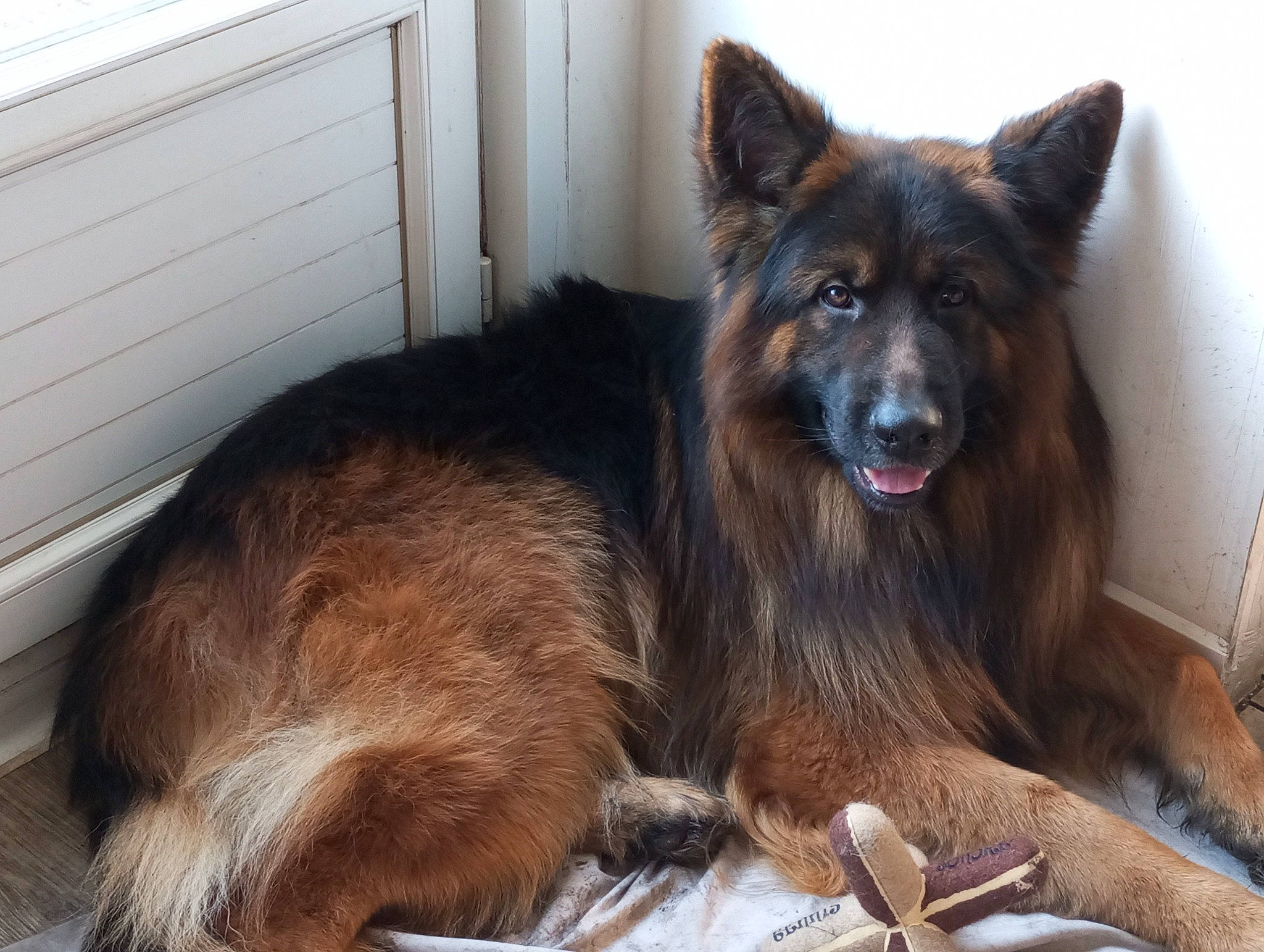 Socrate participe au concours pour gagner de l'argent avec cette photo : ancient_dog_breeds, canidae, canis, carnivore, companion_dog, dog, dog_breed, east_european_shepherd, fur, german_shepherd_dog, giant_dog_breed, herding_dog, king_shepherd, old_german_shepherd_dog, snout, terrestrial_animal, tervuren, wood, working_animal, working_dog