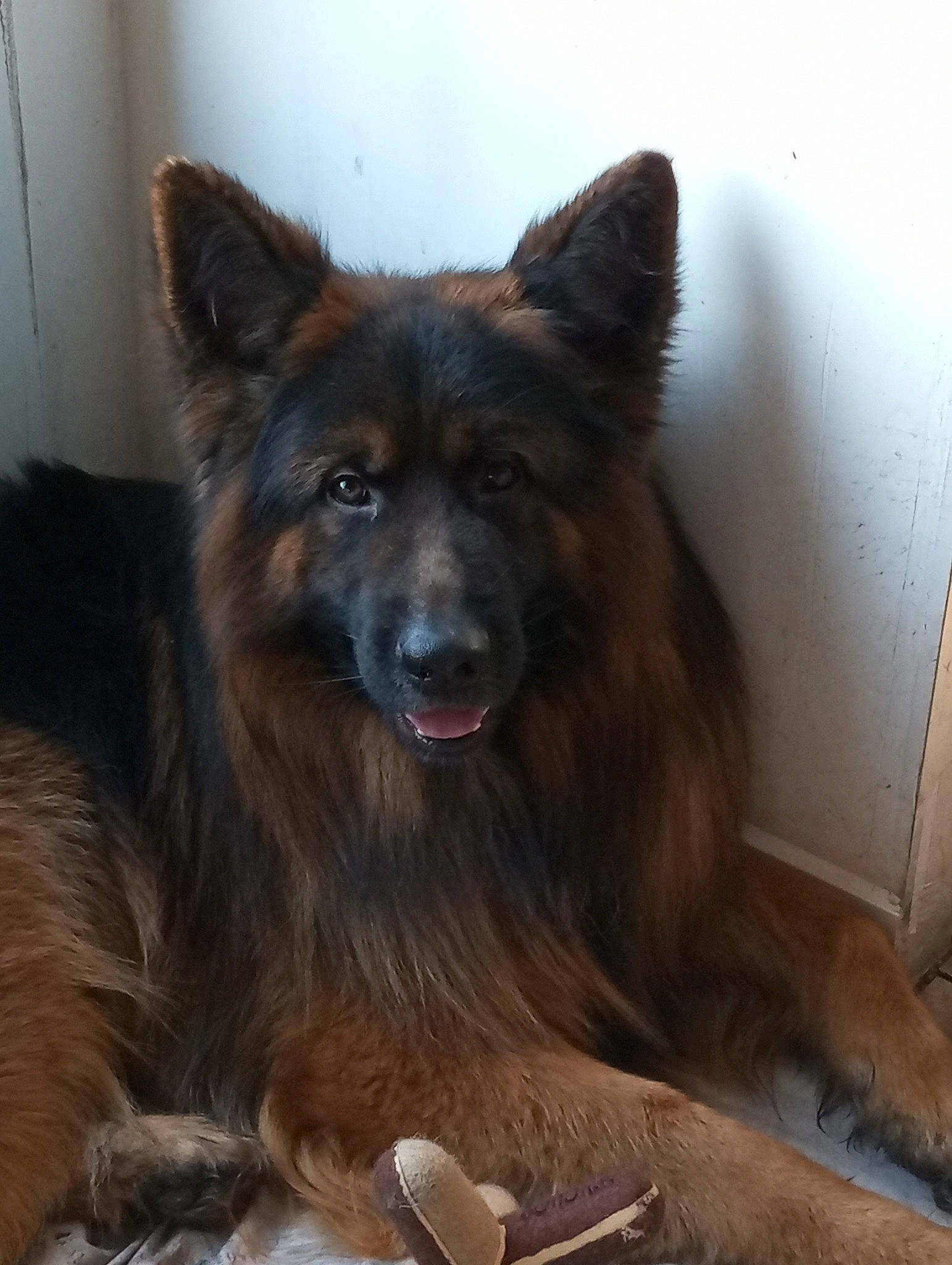 Socrate participe au concours pour gagner de l'argent avec cette photo : bohemian_shepherd, canidae, carnivore, companion_dog, dog, dog_breed, east_european_shepherd, fawn, fur, german_shepherd_dog, giant_dog_breed, herding_dog, jaw, king_shepherd, old_german_shepherd_dog, scotch_collie, snout, sporting_group, terrestrial_animal, whiskers