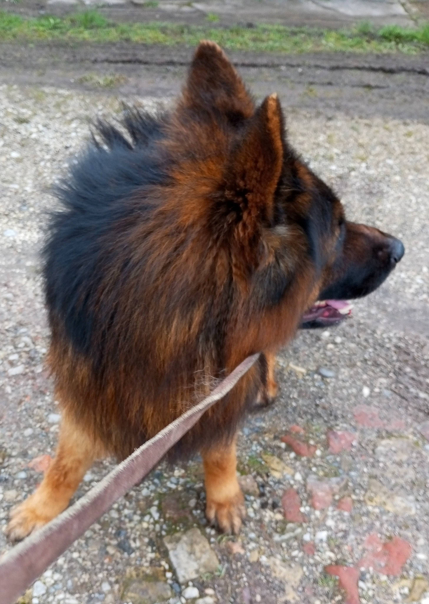 Socrate participe au concours pour gagner de l'argent avec cette photo : canidae, carnivore, companion_dog, dog, dog_breed, fawn, fur, king_shepherd, liver, old_german_shepherd_dog, paw, snout, sporting_group, tail, terrestrial_animal, wildlife, working_animal, working_dog