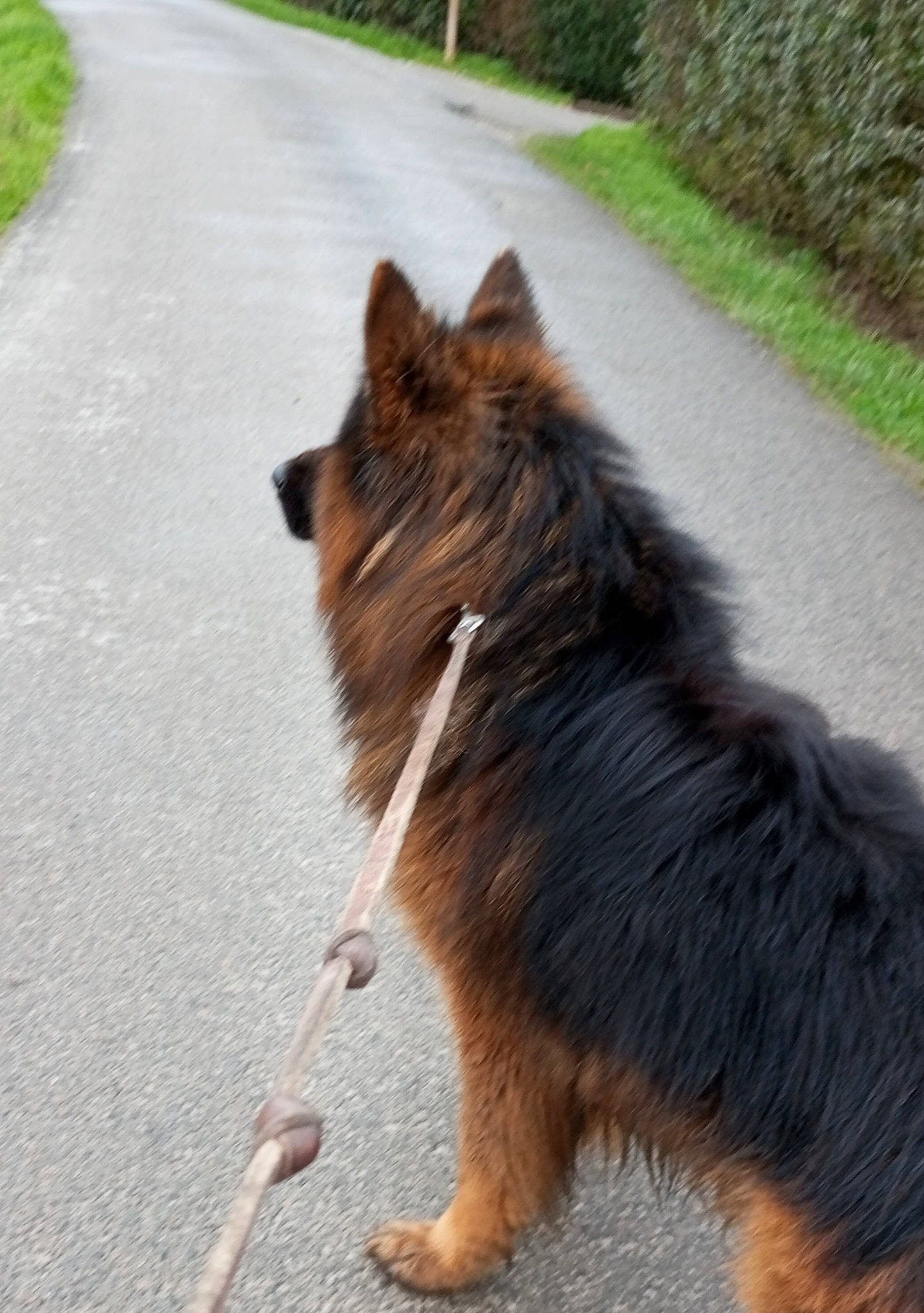 Socrate a rejoint le concours — aidez-le/la à gagner de superbes lots ! asphalt, canidae, carnivore, companion_dog, dog, dog_breed, fawn, fur, grass, herding_dog, liver, old_german_shepherd_dog, plant, road_surface, scotch_collie, sporting_group, tail, terrestrial_animal, working_animal, working_dog