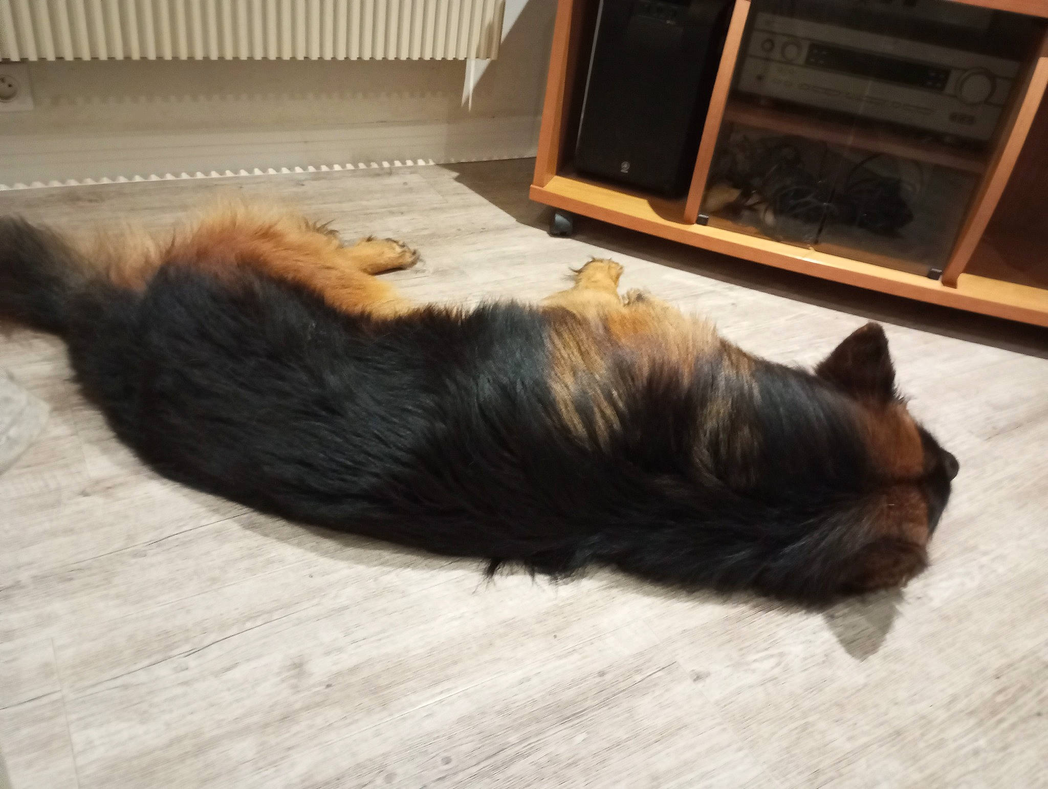 Socrate a rejoint le concours — aidez-le/la à gagner de superbes lots ! brown, canidae, carnivore, cat, claw, comfort, companion_dog, dog_breed, felidae, flooring, fur, hardwood, small_to_medium_sized_cats, snout, sporting_group, tail, terrestrial_animal, whiskers, wood, wood_stain