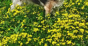 Mika joined the competition — help win amazing prizes! animal, canine, curious, daylight, dog, field, flora, fur, garden, grass, greenery, leaf, mammal, nature, outdoor, pet, small_dog, spring, standing, yellow_flowers