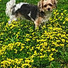 animal, canine, curious, daylight, dog, field, flora, fur, garden, grass, greenery, leaf, mammal, nature, outdoor, pet, small_dog, spring, standing, yellow_flowers
