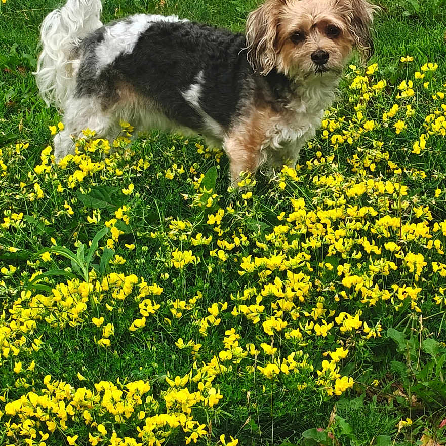 Mika