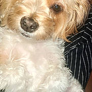 Mika is registered to the contest to win money with this photo: affenpinscher, animal, ball, canine, chair, cockerspaniel, couch, dog, football, furniture, leash, papillon, pet, poodle, puppy, soccer, soccerball, sport, terrier, whitedog