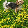 Mika is registered to the contest to win money with this photo: animal, canine, curious, cute, daylight, dog, field, flora, fur, garden, grass, greenery, nature, outdoor, pet, small_dog, spring, standing, wildflowers, yellow_flowers