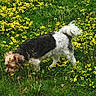 Mika joined the competition — help win amazing prizes! animal, canine, daylight, dog, field, flora, fur, grass, greenery, meadow, nature, outdoor, pet, scenic, small_dog, sniffing, spring, tail, walking, yellow_flowers