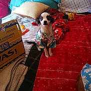 Buddy joined the competition — help win amazing prizes! dog, small_dog, bed, blanket, pillow, cardboard_box, toy, indoor, fabric, plaid_blanket, striped_blanket, red_blanket, blue_pillow, patterned_shirt, pet_clothing, cute, sitting, looking_at_camera, cozy, home