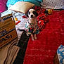 dog, small_dog, bed, blanket, pillow, cardboard_box, toy, indoor, fabric, plaid_blanket, striped_blanket, red_blanket, blue_pillow, patterned_shirt, pet_clothing, cute, sitting, looking_at_camera, cozy, home