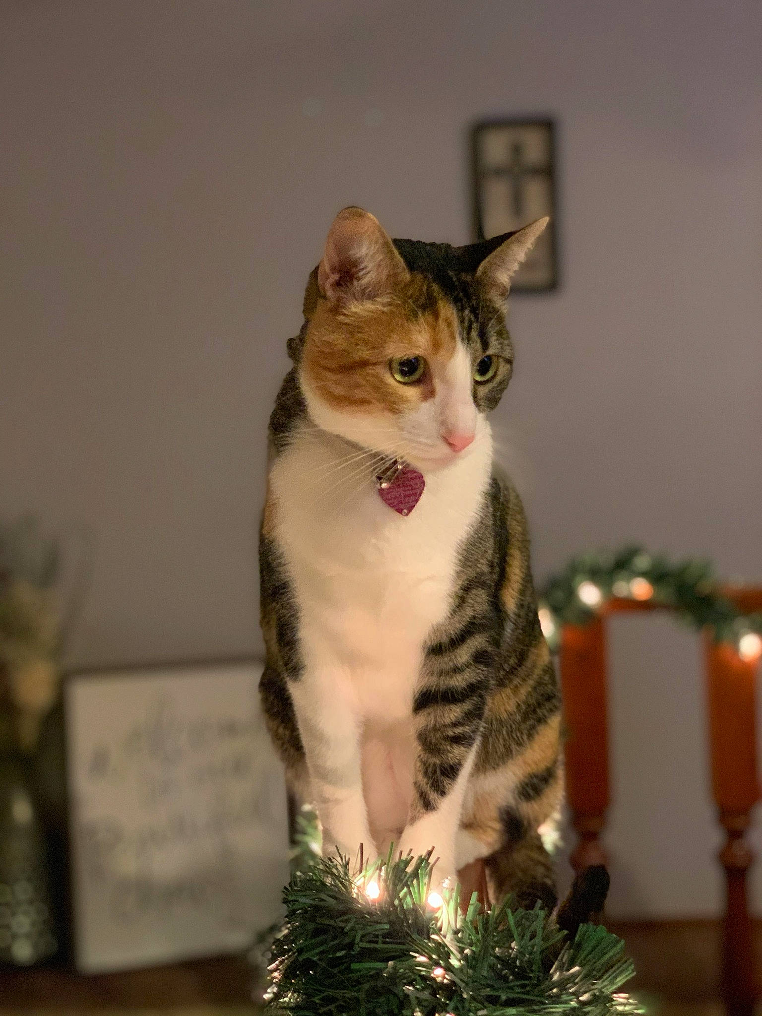 Callie is registered to the contest to win money with this photo: aegean_cat, american_wirehair, asian, carnivore, cat, christmas, christmas_tree, domestic_short_haired_cat, european_shorthair, felidae, fur, interior_design, kitten, plant, polydactyl_cat, small_to_medium_sized_cats, tabby_cat, tail, tree, whiskers