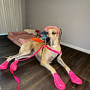 Harley Quinn is registered to the contest to win money with this photo: dog, great_dane, pink_booties, pink_leash, pink_visor, dog_bed, toys, indoor, wood_floor, pet_accessories, animal, canine, leash, harness, resting, large_dog, domestic_dog, flooring, wall, cozy