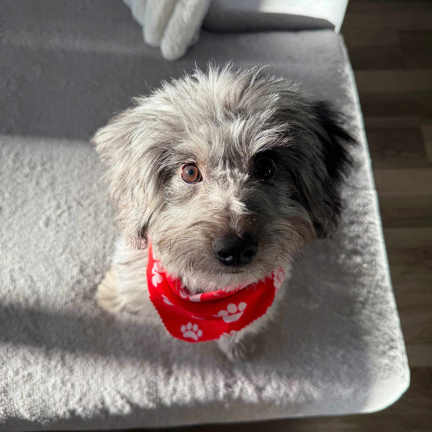 Icon is registered to the contest to win money with this photo: adorable, animal, close_up, couch, curious, cute, dog, fluffy, gray_fur, home, indoor, looking_up, paw_prints, pet, puppy, red_bandana, shadow, sitting, soft_texture, sunlight