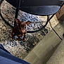 Rex is registered to the contest to win money with this photo: puppy, dog, brown_dog, small_dog, carpet, rug, table, cardboard_box, floor, indoor, furniture, pet, looking_up, ears, wood_floor, cable, sofa, curious, home, cute