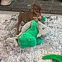 puppy, dog, toy, stuffed_animal, plush, green, gray, carpet, indoor, small_dog, animal, pet, floor, playful, cute, brown, patterned_rug, shoes, tail, home