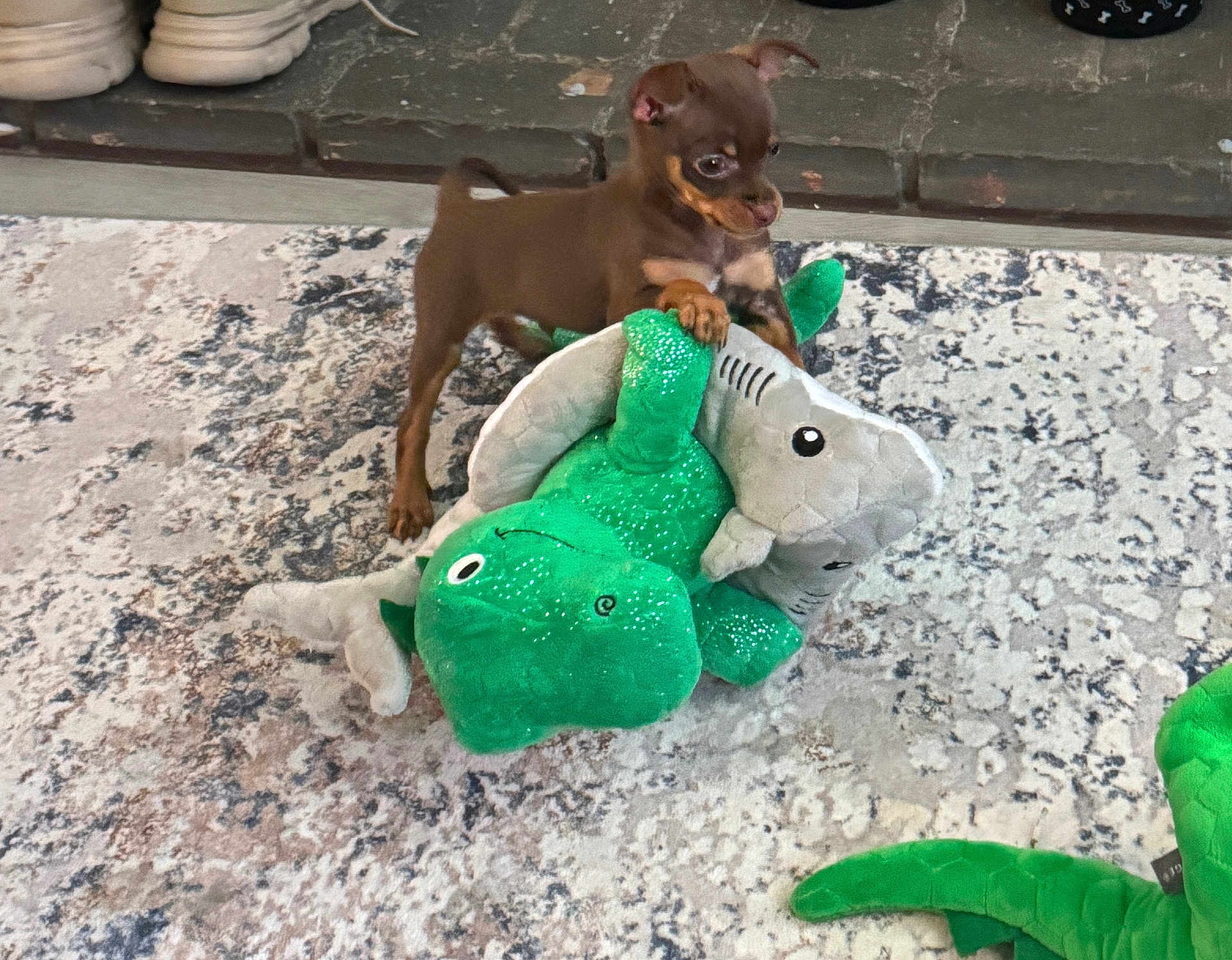 Rex