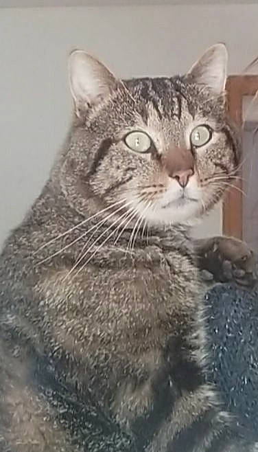 Tigrou a rejoint le concours — aidez-le/la à gagner de superbes lots ! art, carnivore, cat, domestic_short_haired_cat, felidae, fur, iris, small_to_medium_sized_cats, snout, terrestrial_animal, whiskers, wildlife, window