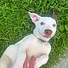 Pearl Ann Baehr is registered to the contest to win money with this photo: puppy, dog, grass, outdoor, pet, playful, white_fur, collar, hand, tickling, cute, happy, ears, nose, paw, animal, young_dog, nature, summer, ground