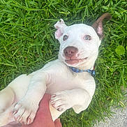 Pearl Ann Baehr is registered to the contest to win money with this photo: puppy, dog, white_dog, grass, greenery, collar, hand, playful, cute, outdoor, pet, animal, paw, young_dog, ear, nose, tongue_out, smiling, nature, human_interaction