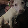 Pearl Ann Baehr is registered to the contest to win money with this photo: puppy, dog, white, brown_spots, pet, indoor, couch, man, relaxed, seated, furniture, living_room, portrait, animal, canine, closeup, face, paw, ears, domestic_animal