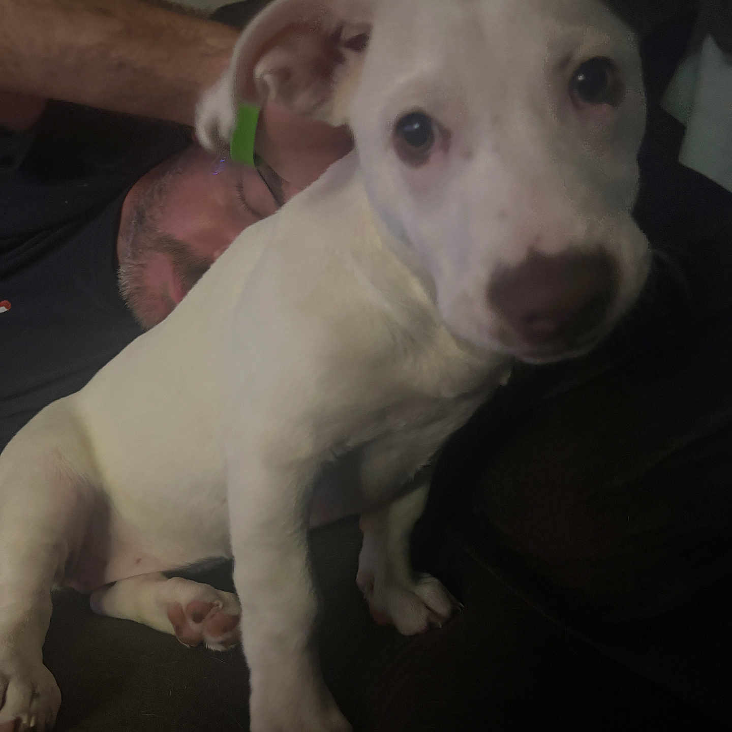 Pearl Ann Baehr is registered to the contest to win money with this photo: puppy, dog, white, brown_spots, pet, indoor, couch, man, relaxed, seated, furniture, living_room, portrait, animal, canine, closeup, face, paw, ears, domestic_animal