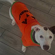 Pearl Baehr joined the competition — help win amazing prizes! brown, canine, collar, costume, dog, festive, floor, green, halloween, indoor, looking_up, orange, paws, pet, portrait, pumpkin_costume, standing, white, wide_eyes, wooden_floor