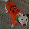 brown, canine, collar, costume, dog, festive, floor, green, halloween, indoor, looking_up, orange, paws, pet, portrait, pumpkin_costume, standing, white, wide_eyes, wooden_floor