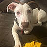 animal, brown_ear, brown_patch, closeup, collar, couch, dog, domestic_animal, fur, household, indoor, looking_at_camera, paw, person, pet, phone, relaxed, sitting, white_dog, yellow_cloth