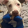 Pearl Baehr joined the competition — help win amazing prizes! bed, blankets, brown_markings, chewed_toy, close_up, cozy, damaged_ball, dog, floppy_ears, home, indoor, pet, photography, pink_nose, playful, portrait, puppy, soccer_ball, white_dog, wide_eyes