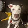 animal, brown_patch, canine, close_up, collar, couch, curious, dog, domestic, ears, front_paws, house, indoor, looking, pet, red_tag, sitting, sofa, white_dog, yellow_cloth