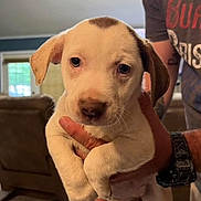 Pearl Baehr is registered to the contest to win money with this photo: puppy, dog, pet, indoor, person, hand, couch, window, floor, ears, cute, animal, young, holding, face, fur, watching, home, cozy, light